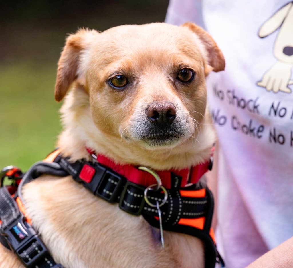 Acorn - Chihuahua