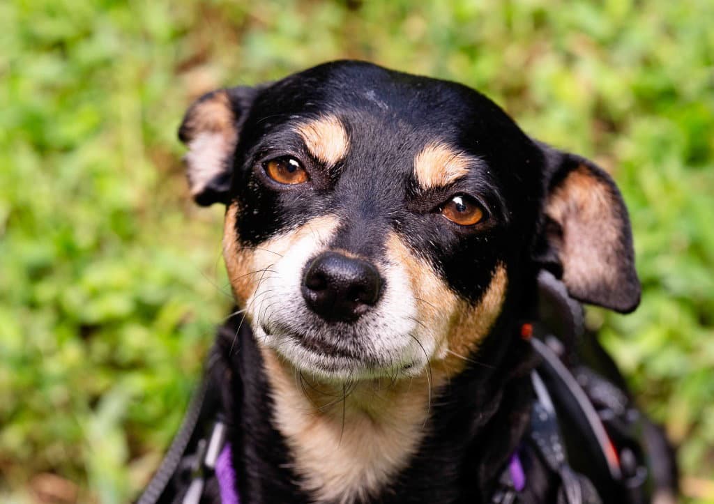 Maple - Chihuahua