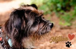 Millee image 4