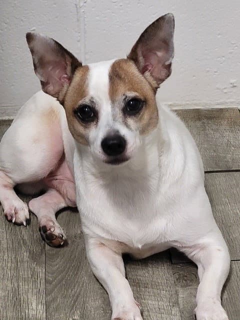 Porto - Jack Russell Terrier