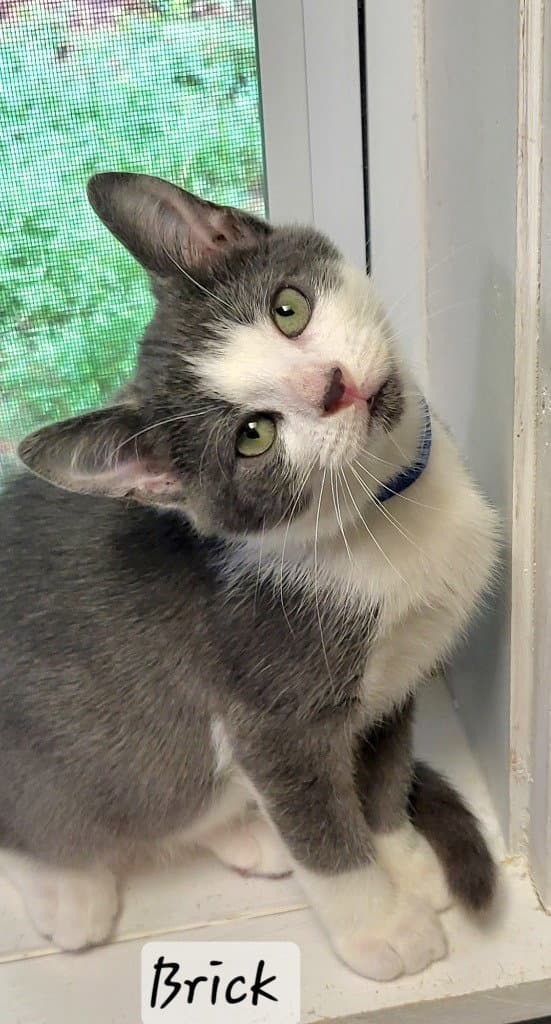 Brick - Domestic Short Hair