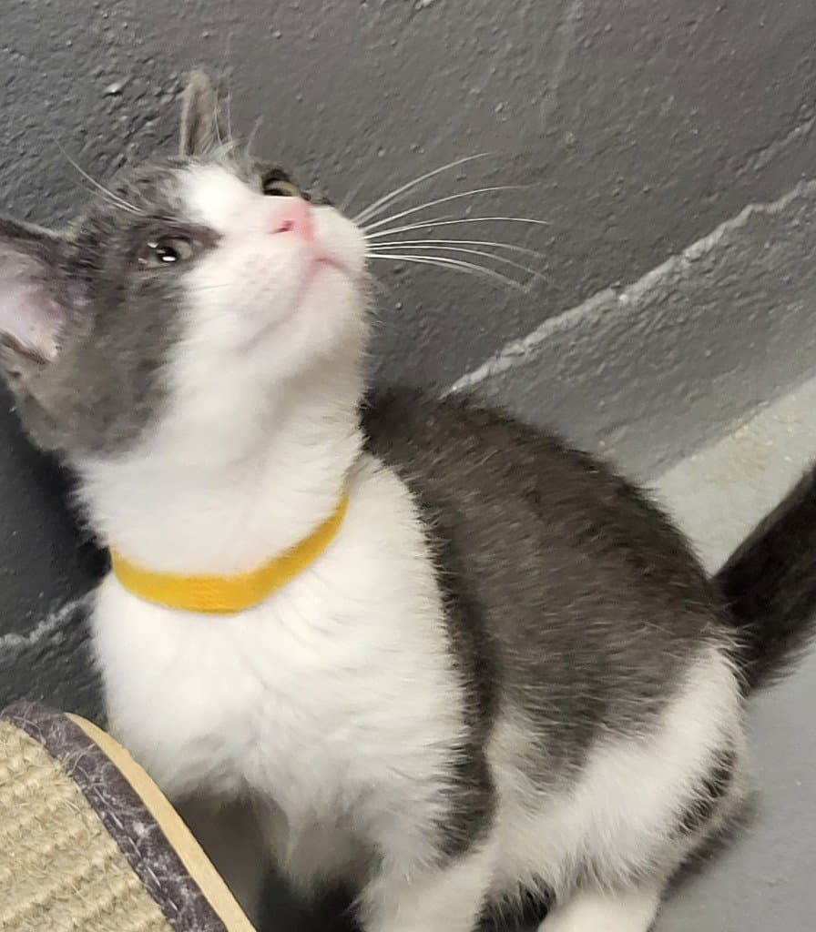 Brock - Domestic Short Hair
