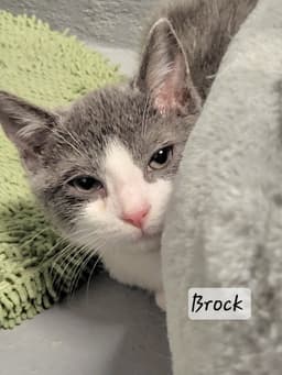 Brock image 3