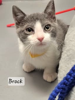 Brock image 4