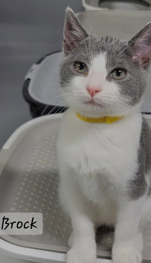 Brock - Domestic Short Hair
