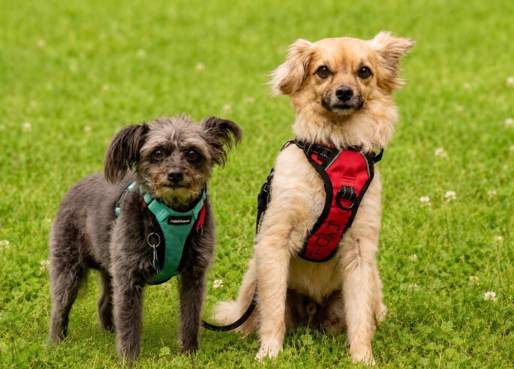 Jace - Tibetan Spaniel