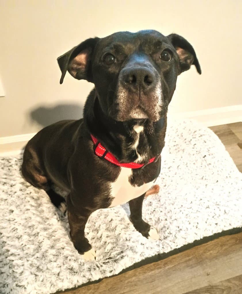 Lonnie - Labrador Retriever