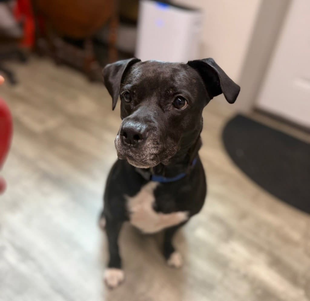 Lonnie - Labrador Retriever