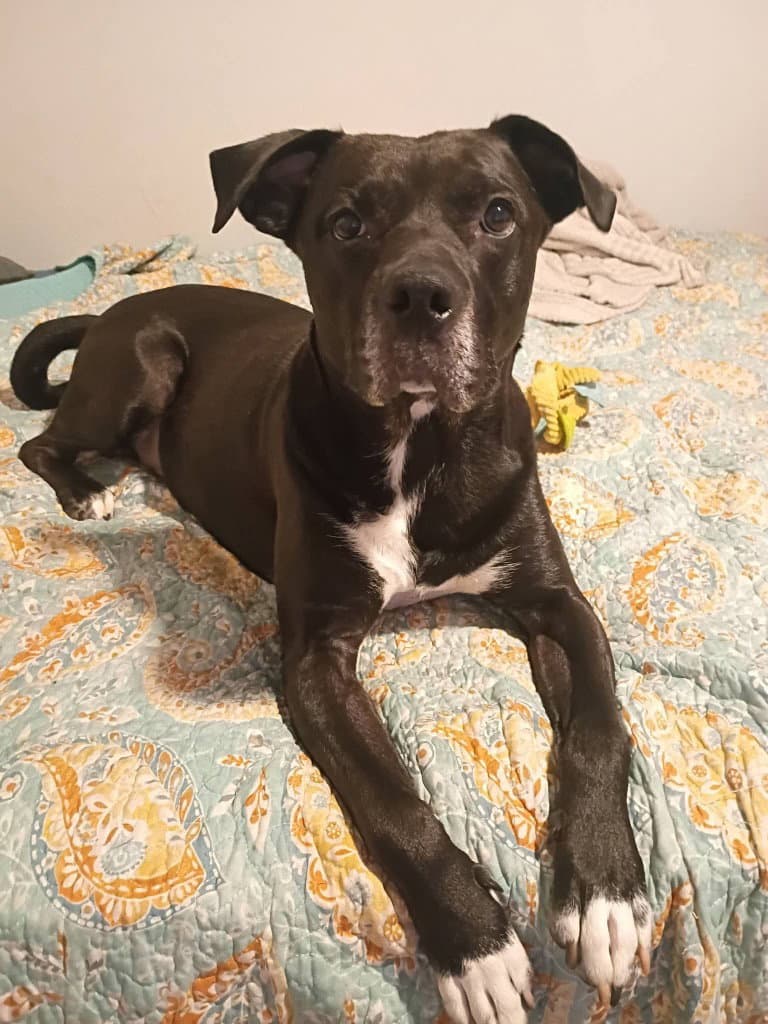 Lonnie - Labrador Retriever