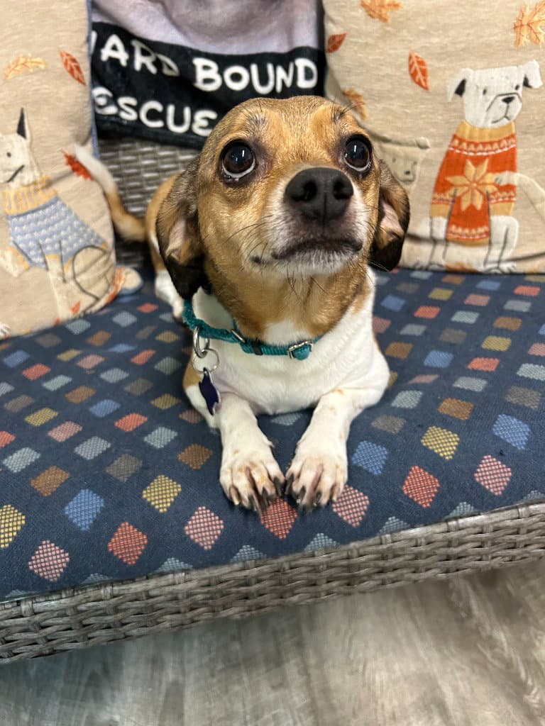 Evalou - Beagle