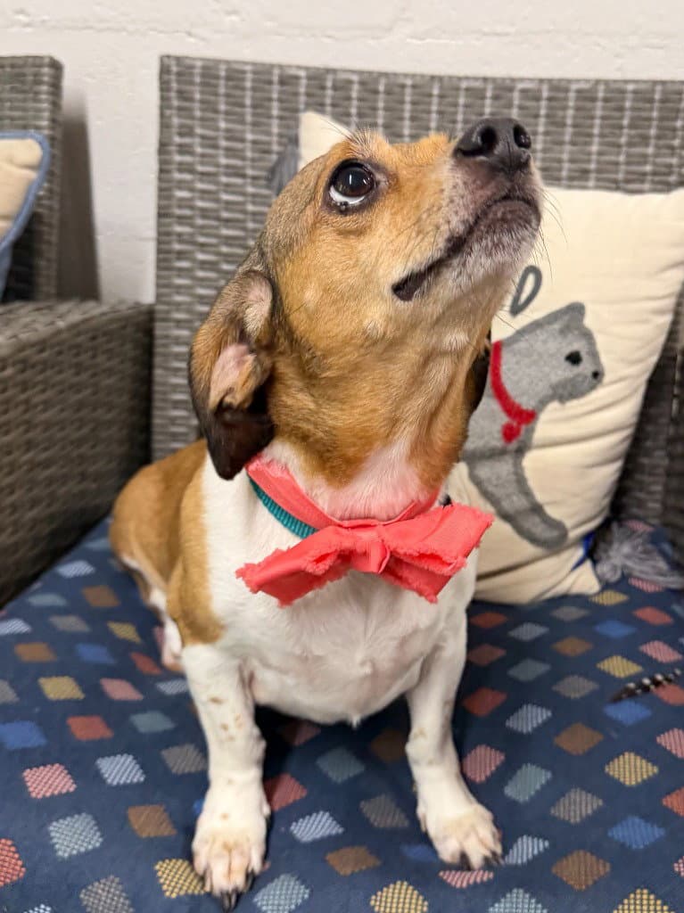Evalou - Beagle