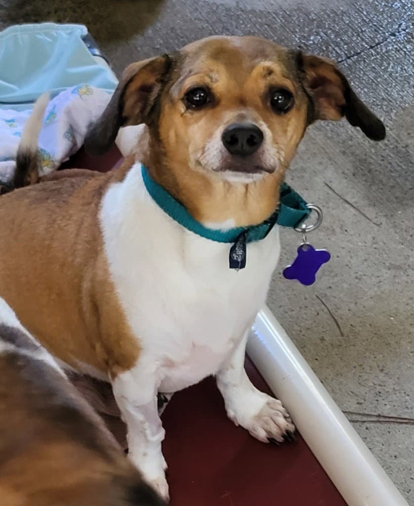 Evalou - Beagle