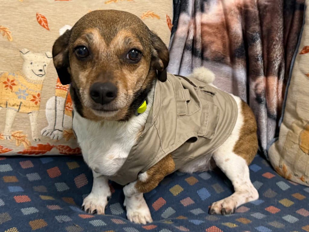 Gutherie - Beagle