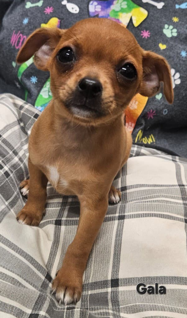Gala - Chihuahua