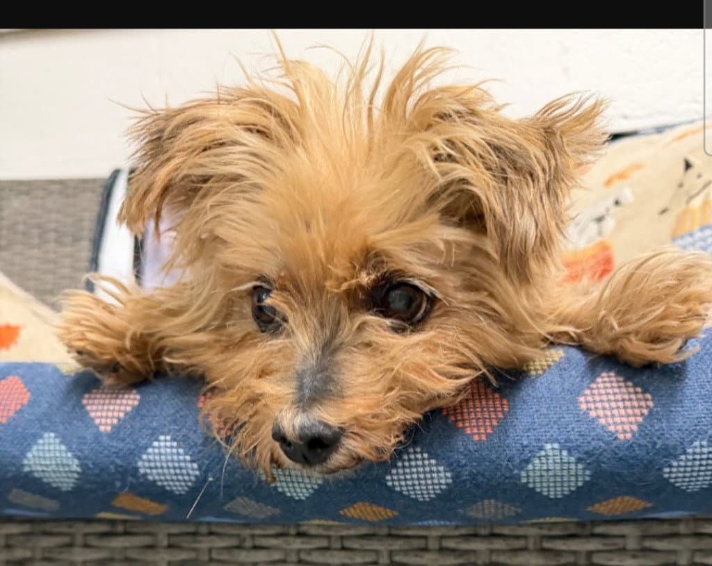 Dorgle - Yorkshire Terrier Yorkie