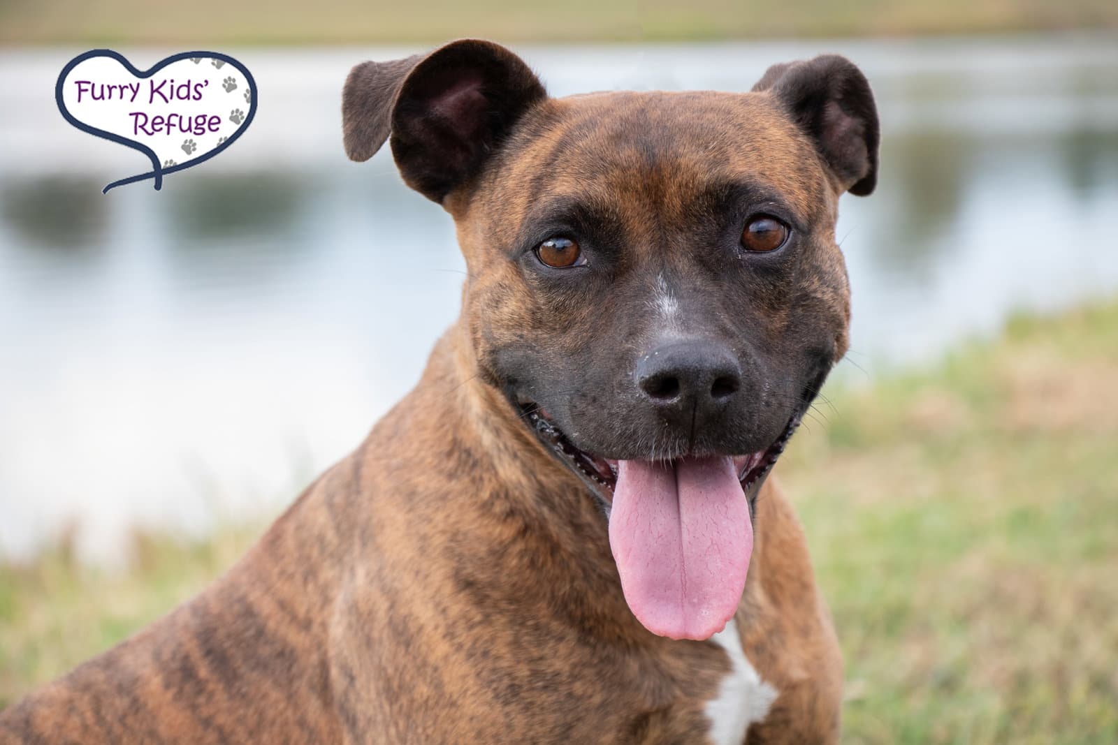 Darla - American Staffordshire Terrier