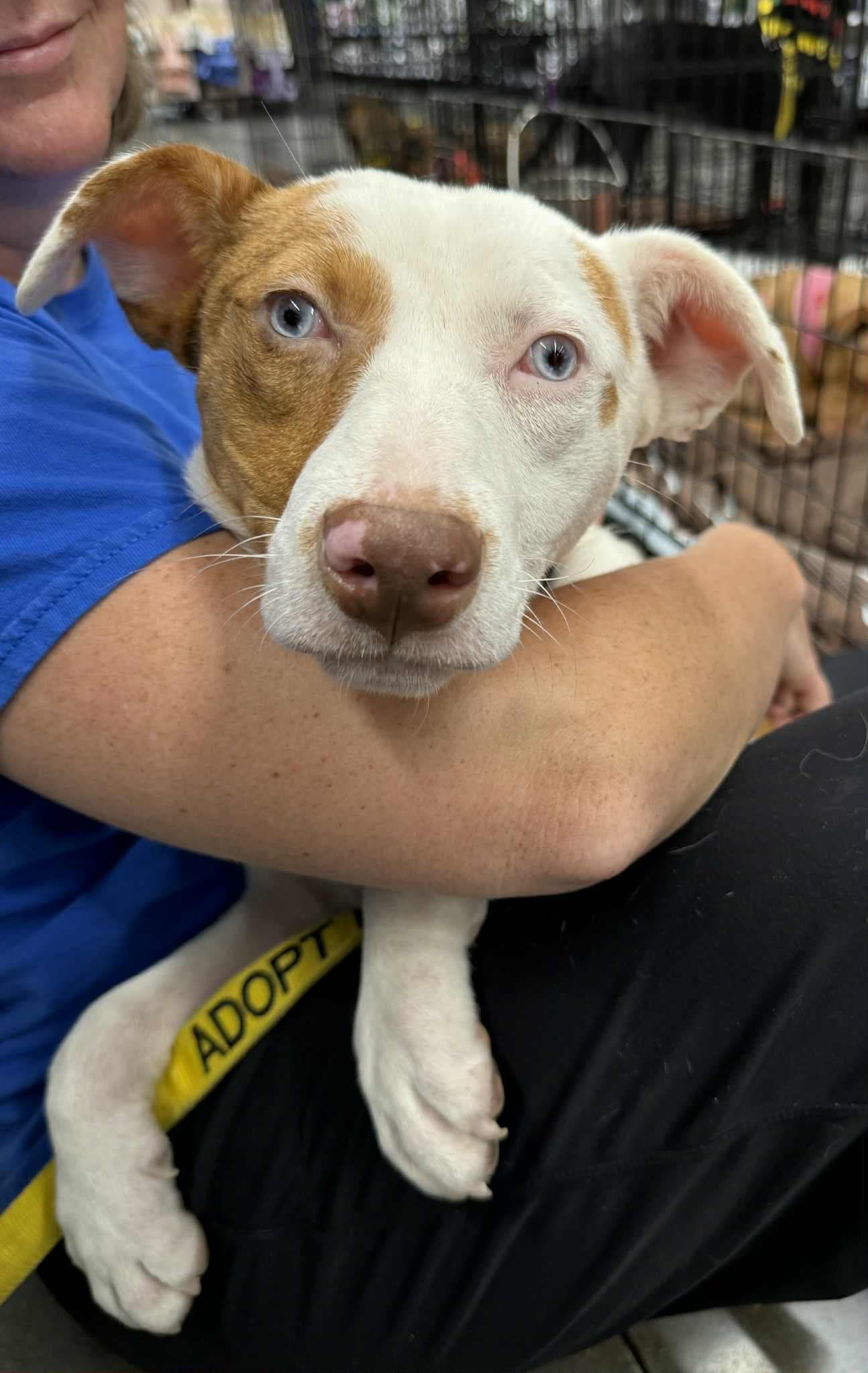 Summer - Pit Bull Terrier