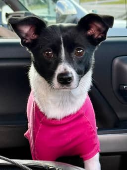 Jemma image 1