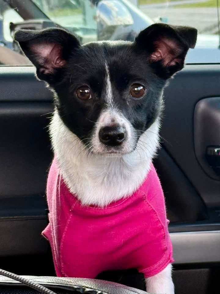 Jemma - Chihuahua