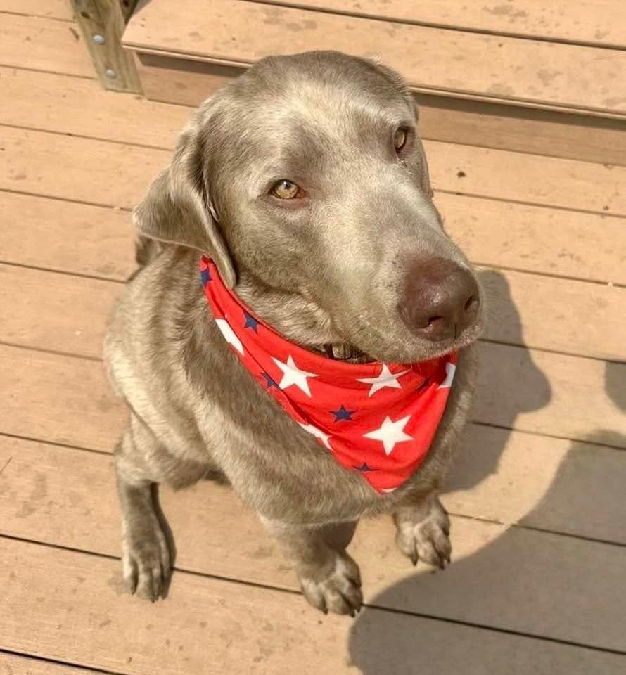 Beau - Courtesy Listing - Labrador Retriever