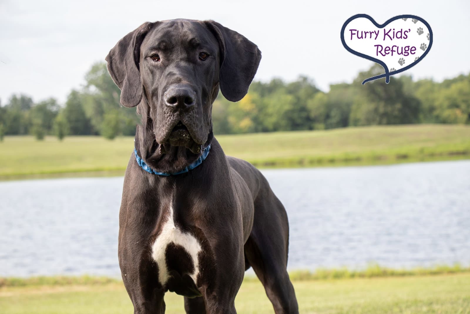 Tank - Great Dane