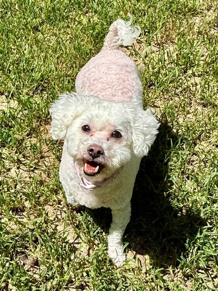 Snuggles F - Bichon Frise