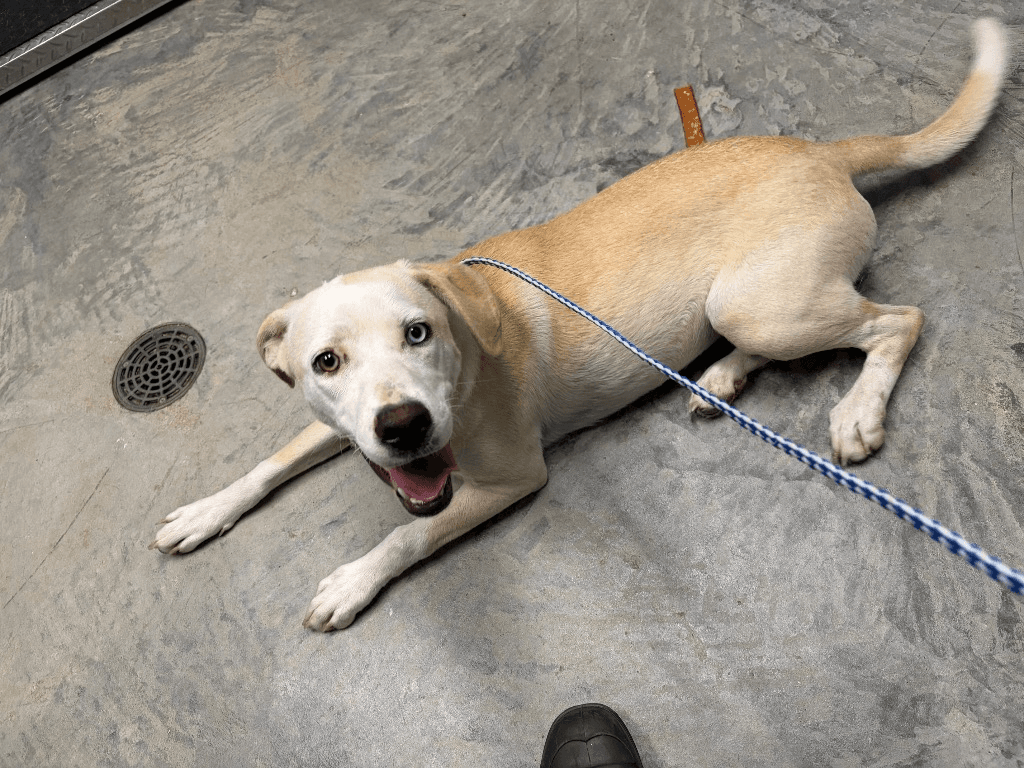 Pickles F - Labrador Retriever
