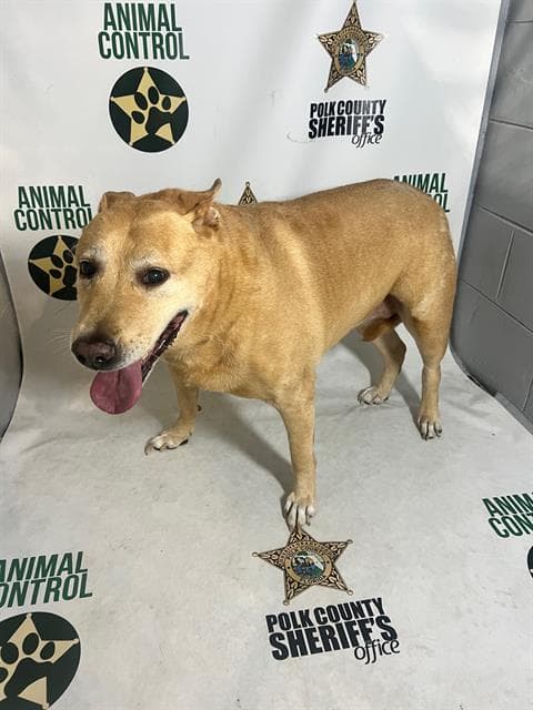 Sheba Smiles - Labrador Retriever