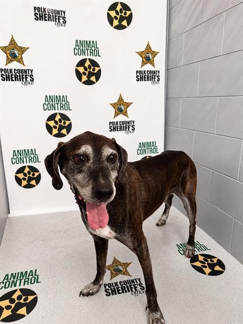 Hank - Catahoula Leopard Dog