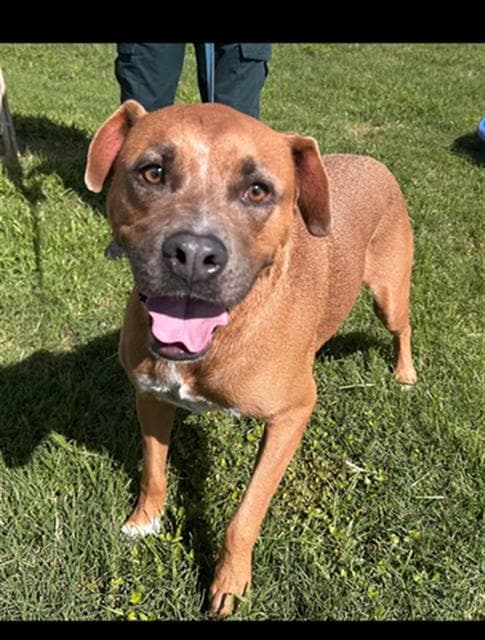 Bam Bam - Black Mouth Cur