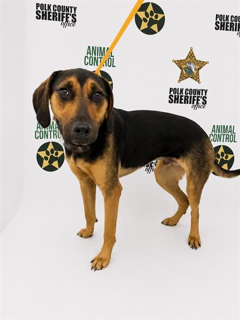 Lilo - Black and Tan Coonhound