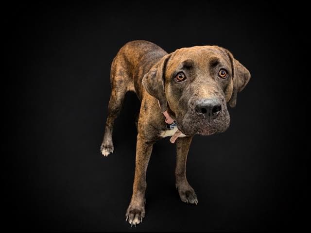 Hershey - Catahoula Leopard Dog