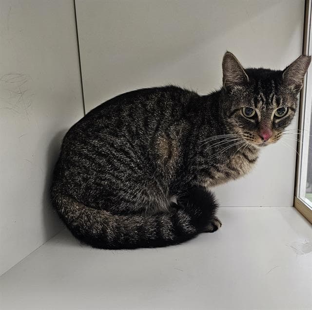 Queen - Domestic Short Hair