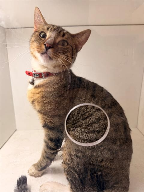 Lewis - Domestic Short Hair