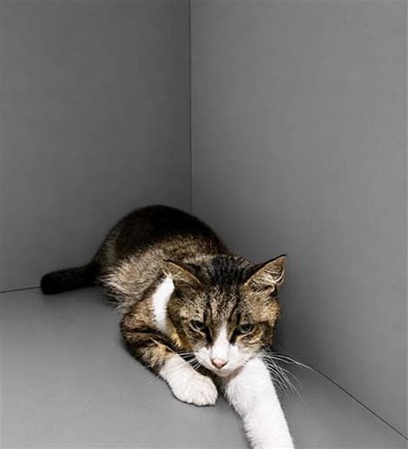 Clay - Domestic Short Hair