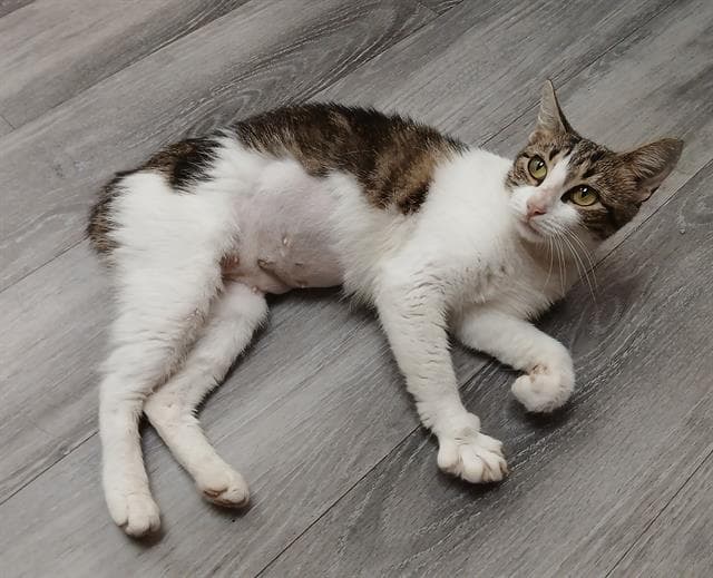 Darla - Domestic Short Hair