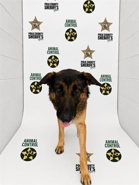 Willa - German Shepherd Dog