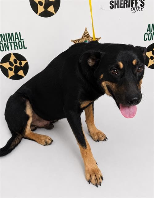 Ranger - Black and Tan Coonhound