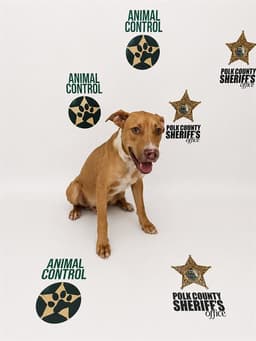 Otis image 1