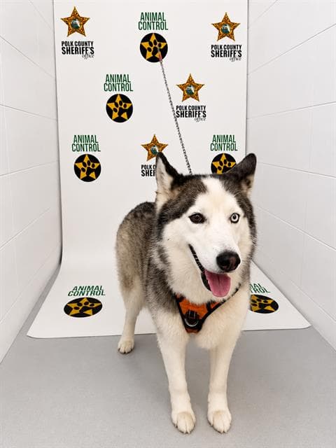 Unknown - Siberian Husky