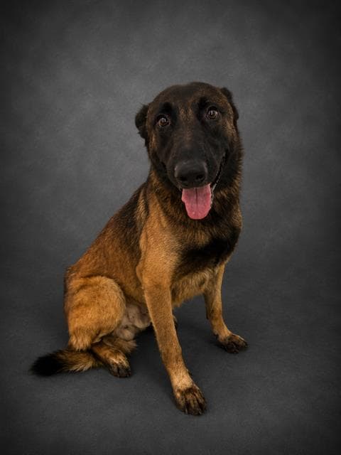 Kayce - German Shepherd Dog
