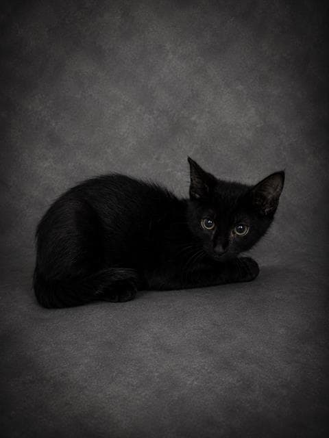 Moon - Domestic Short Hair
