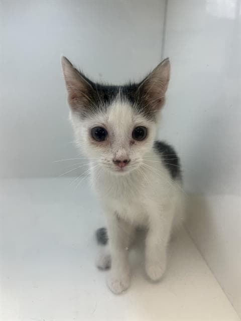 Moana - Domestic Short Hair