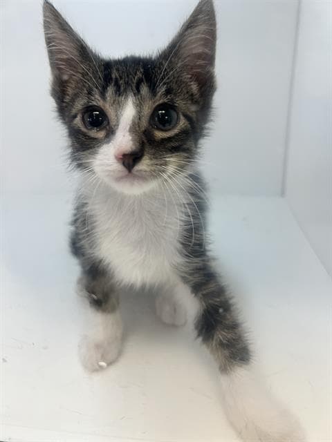 Tua - Domestic Short Hair