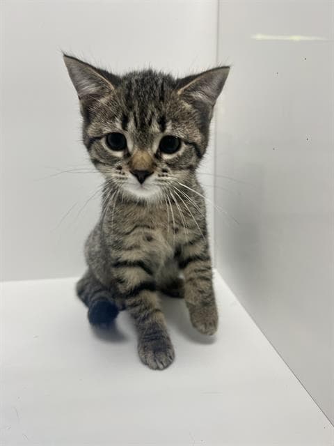 Cindi - Domestic Short Hair