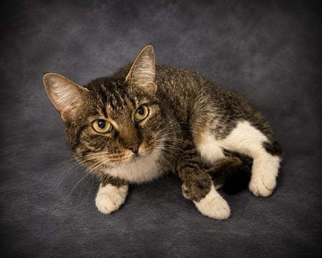 Brownie - Domestic Short Hair