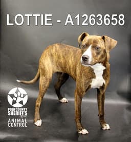 Lottie image 1