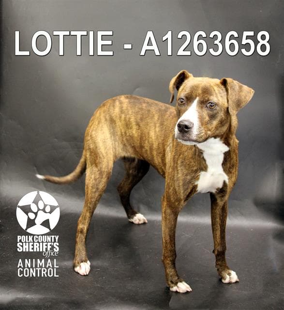 Lottie - Bulldog