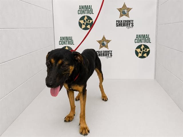 Patsy - Black and Tan Coonhound