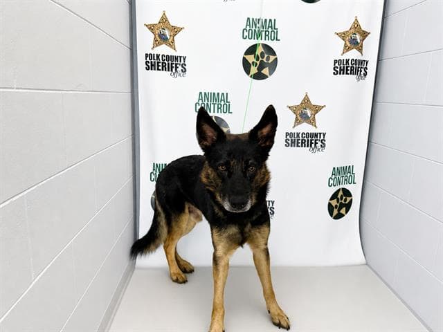 Mister - German Shepherd Dog